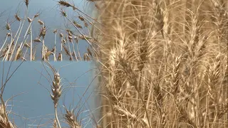 গম উৎপাদনের নতুন প্রযুক্তি উদ্ভাবন